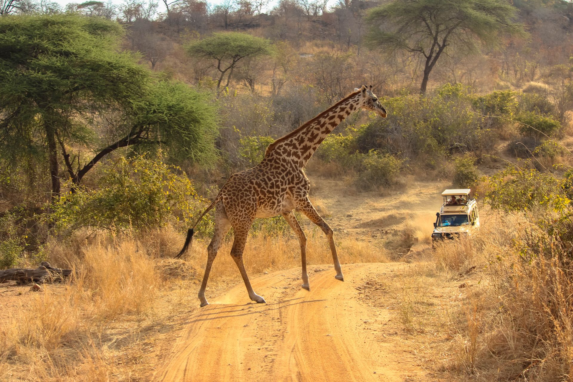 Afrique et Covid-19 : où peut-on aller pour un voyage ?