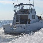 Dauphins au large de Nice : une aventure marine à ne pas manquer